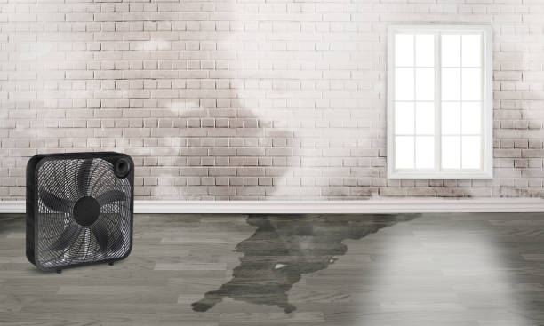Best Flood damage cleanup  in Lexington, TX