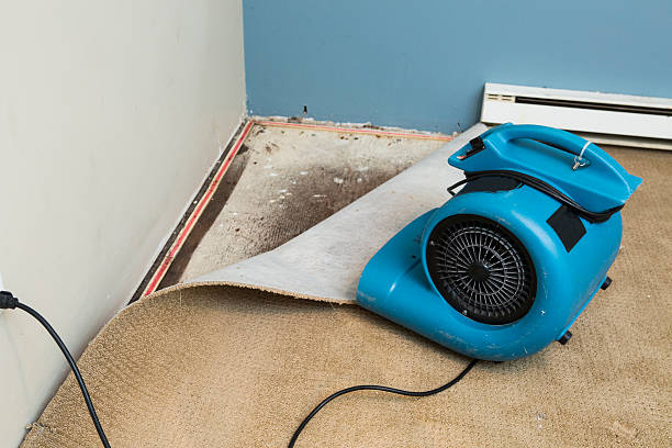 Best Mold removal after water damage  in Lexington, TX